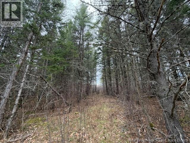Lot Turkey Trail, Elgin, New Brunswick E4Z 2K1 - Photo 7 - NB138109