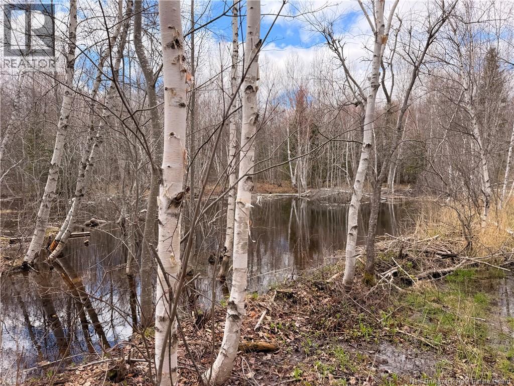 Lots Mclaughlin Road, Pine Ridge, New Brunswick  E4W 3S6 - Photo 4 - NB139761