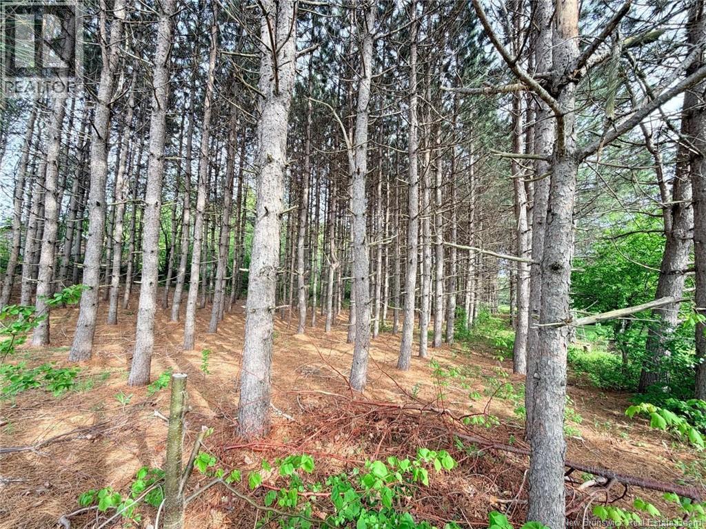 Vacant Lot 74-1a Cape Breton Rd Road, Irishtown, New Brunswick E4P 1V8 - Photo 3 - NB140272
