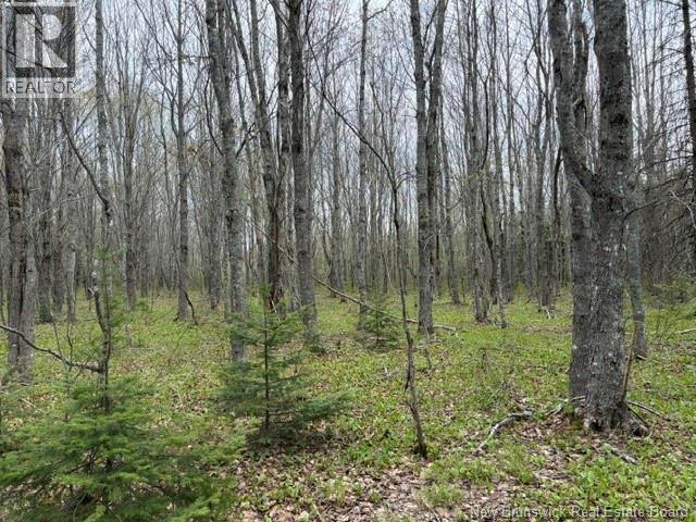 Woodlot Silvertown Road, Grangeville, New Brunswick  E4T 2C8 - Photo 11 - NB140874