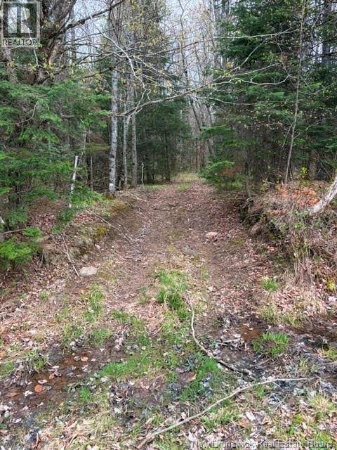 Woodlot Silvertown Road, Grangeville, New Brunswick  E4T 2C8 - Photo 3 - NB140874