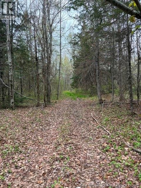 Woodlot Silvertown Road, Grangeville, New Brunswick  E4T 2C8 - Photo 4 - NB140874