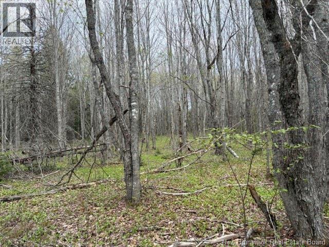 Woodlot Silvertown Road, Grangeville, New Brunswick  E4T 2C8 - Photo 9 - NB140874