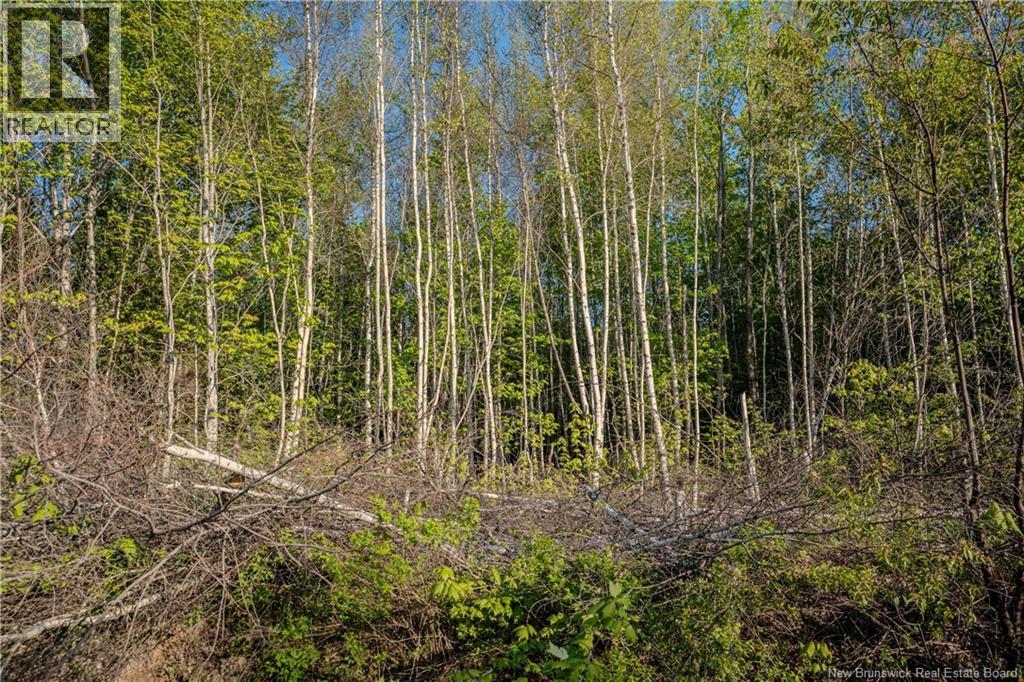 Lot Village-Des-Cormier Road, Gladeside, New Brunswick  E4T 3G7 - Photo 5 - NB141381