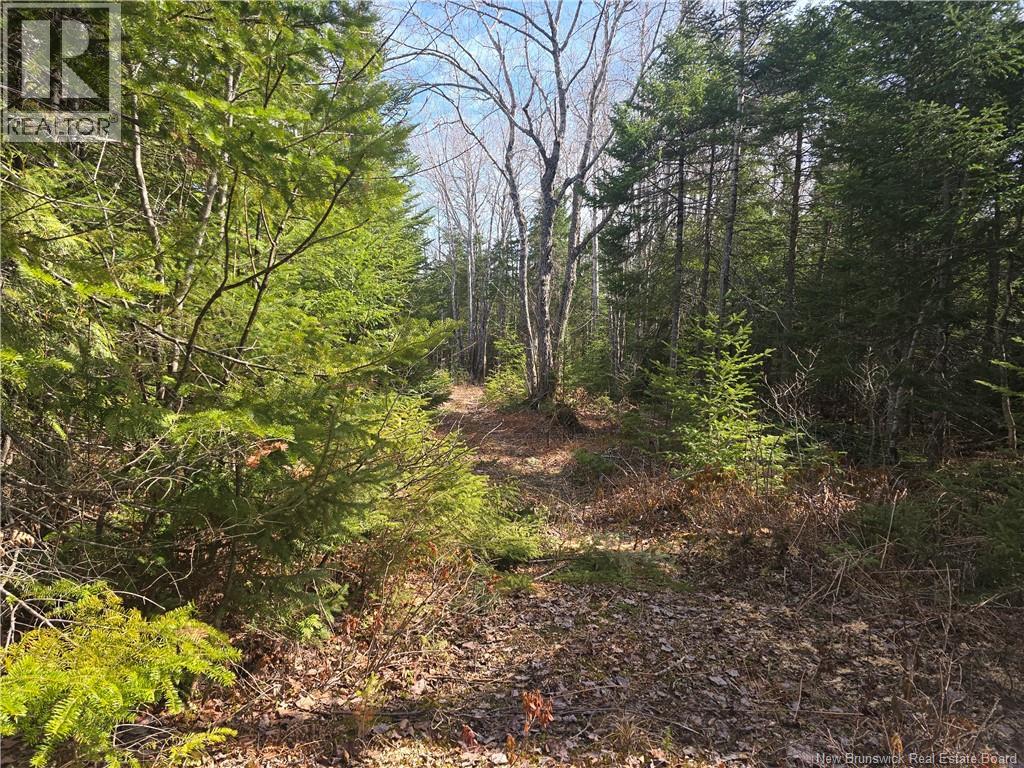 5969 Rte 117, Hardwicke, New Brunswick  E9A 1K1 - Photo 50 - NB142187