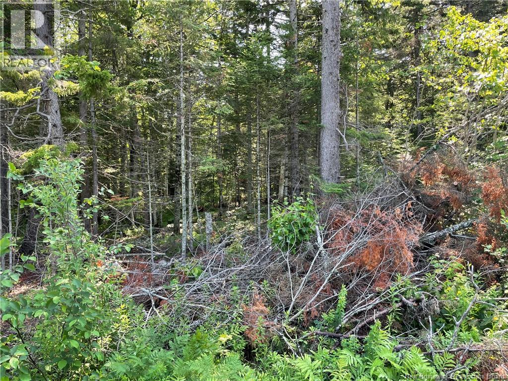 Lot 2 Route 490, Mcquade, New Brunswick  E1G 3J4 - Photo 2 - NB142504
