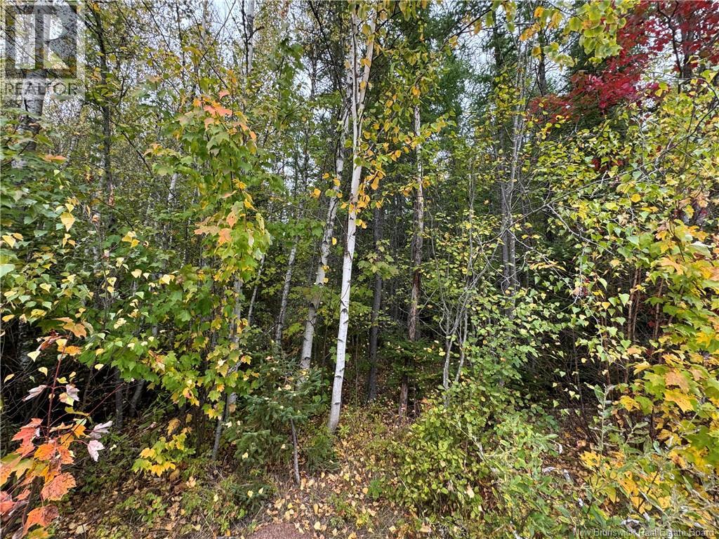 Blueberry Lane, Codys, New Brunswick  E4C 1E3 - Photo 7 - NB143421
