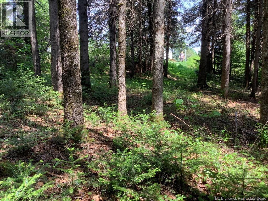 35 Ch Rang 7 Et 8, Kedgwick, New Brunswick  E8B 1V8 - Photo 30 - NB143458