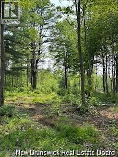 Lot Wegesegum Road, Chipman, New Brunswick O0O 0O0 - Photo 14 - NB144366