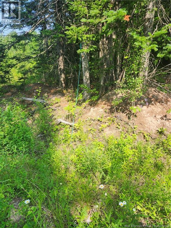 Lot 116 Highway, Harcourt, New Brunswick  E4T 2W9 - Photo 4 - NB143945