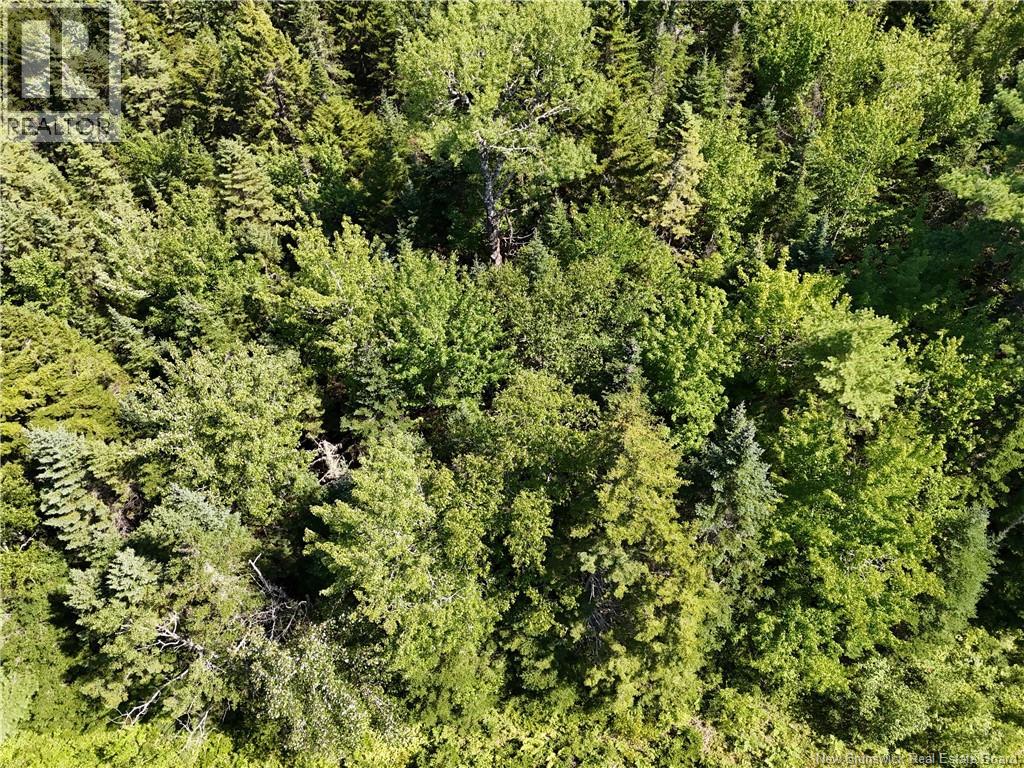 Lot Cherry Hill Road, Lower Cambridge, New Brunswick  E4C 4N3 - Photo 11 - NB145847