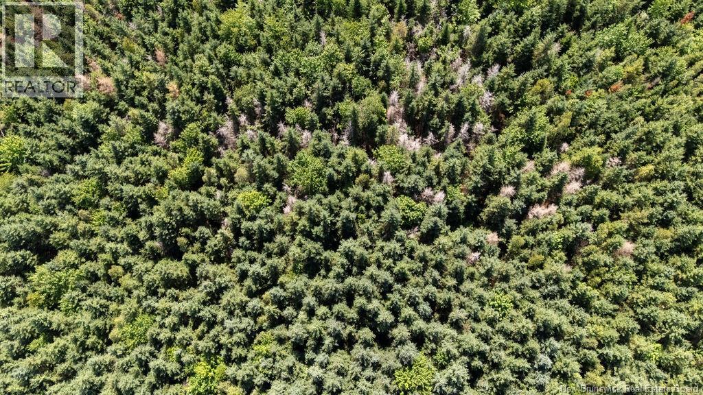 62 Lewiston Road, Cornhill, New Brunswick  E4Z 5H7 - Photo 28 - NB146189