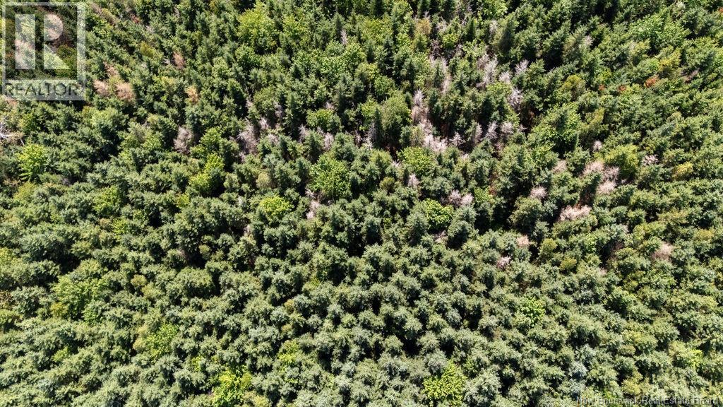62 Lewiston Road, Cornhill, New Brunswick  E4Z 5H7 - Photo 29 - NB146189