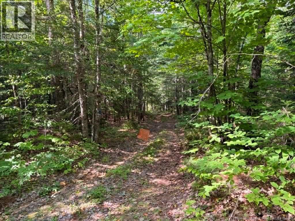 Camp - Lot 17 Green Road, Elgin, New Brunswick  E4Z 1T6 - Photo 6 - NB146934