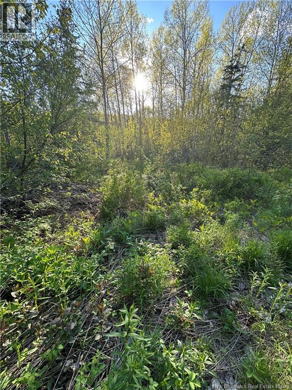 Highfield Road, Pearsonville, New Brunswick  E5P 1T2 - Photo 10 - NB147067
