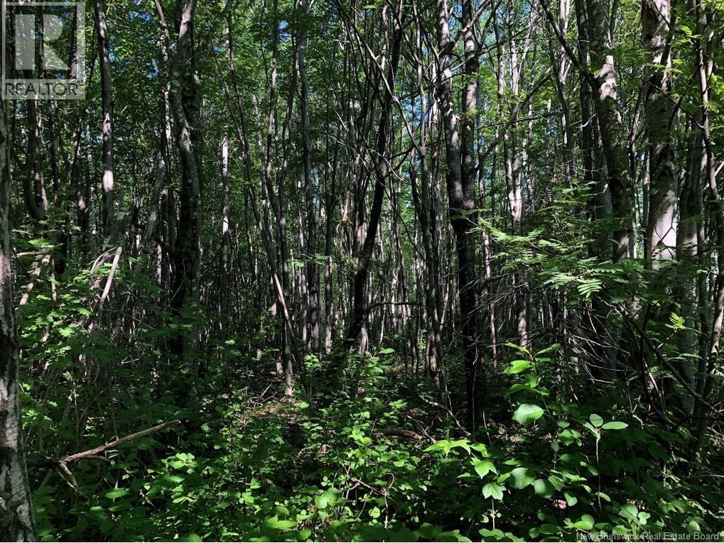 Lot 26-8 Route 495, Saint-Fabien, New Brunswick E4S 1Z1 - Photo 4 - NB147368