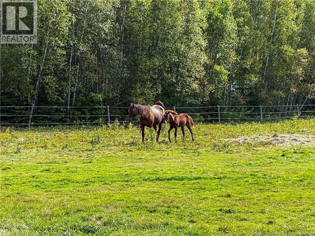 470 Salem Road, Havelock, New Brunswick  E4Z 5R8 - Photo 42 - NB147515