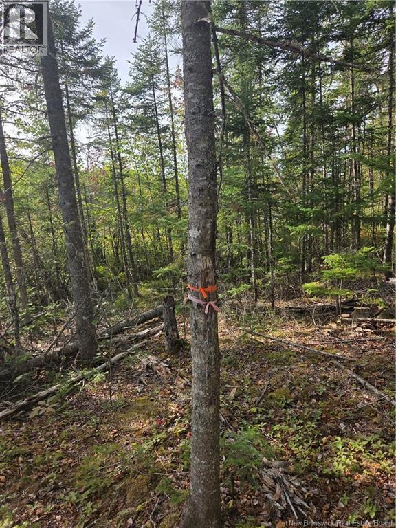 Lot Hazen Lane, Lake George, New Brunswick  E6K 2N9 - Photo 12 - NB147997