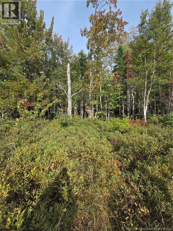 Lot Hazen Lane, Lake George, New Brunswick  E6K 2N9 - Photo 17 - NB147997