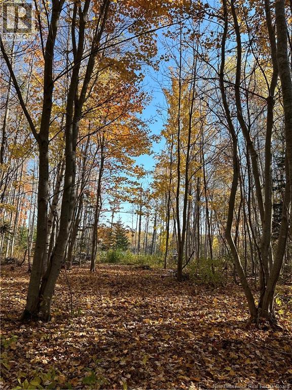 Lot North Black River, Black River-Hardwicke, New Brunswick  E1N 5T3 - Photo 5 - NB148305