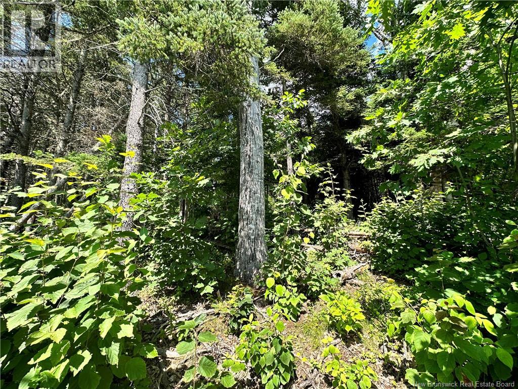 Lot Route 105, Upper Queensbury, New Brunswick  E6G 1X1 - Photo 4 - NB149226