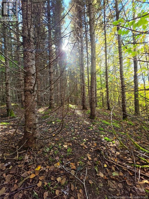 Lot 25-3 Mulligan Road, Fundy, New Brunswick  E4H 2M3 - Photo 14 - NB149033