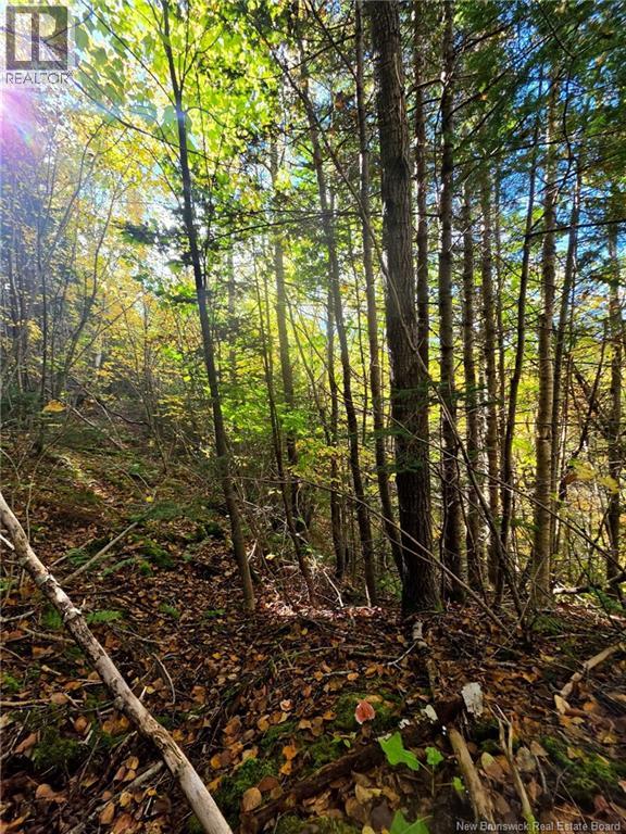 Lot 25-3 Mulligan Road, Fundy, New Brunswick  E4H 2M3 - Photo 19 - NB149033