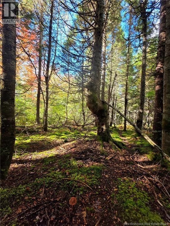 Lot 25-3 Mulligan Road, Fundy, New Brunswick  E4H 2M3 - Photo 21 - NB149033