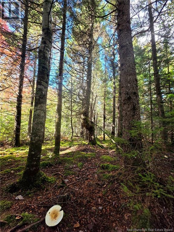 Lot 25-3 Mulligan Road, Fundy, New Brunswick  E4H 2M3 - Photo 24 - NB149033