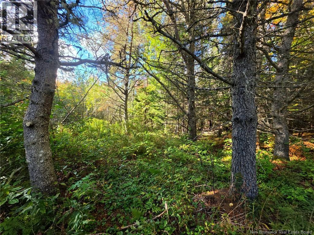 Lot 25-3 Mulligan Road, Fundy, New Brunswick  E4H 2M3 - Photo 25 - NB149033