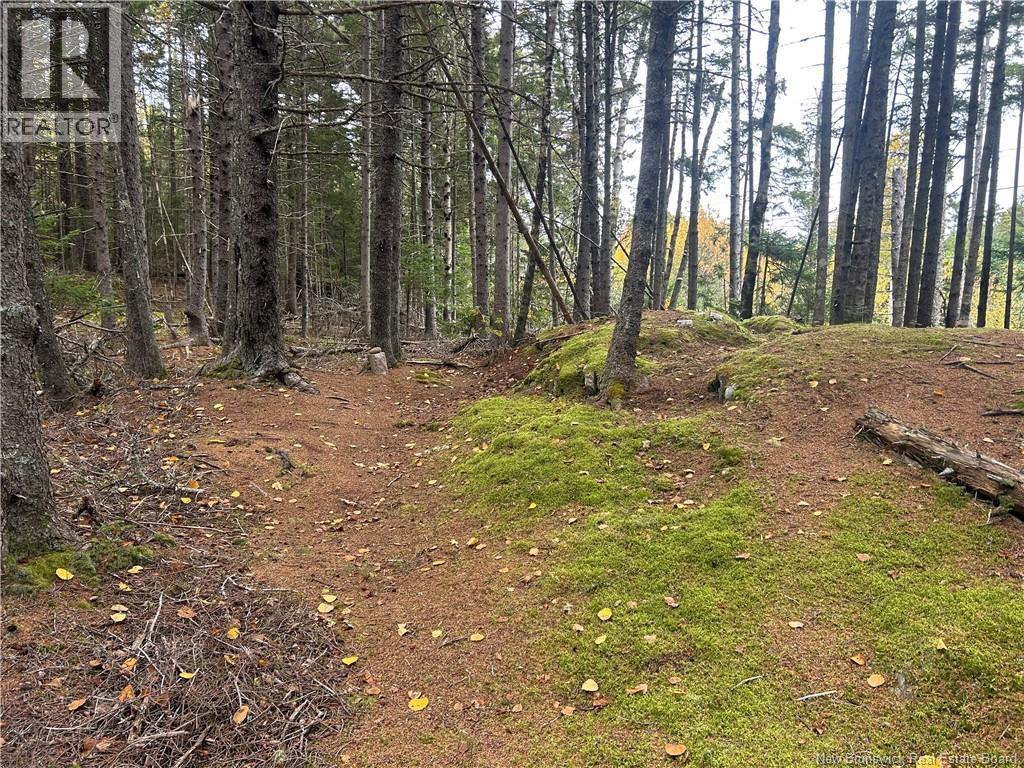 962 North Road, Welshpool, New Brunswick  E5E 1E4 - Photo 18 - NB149240