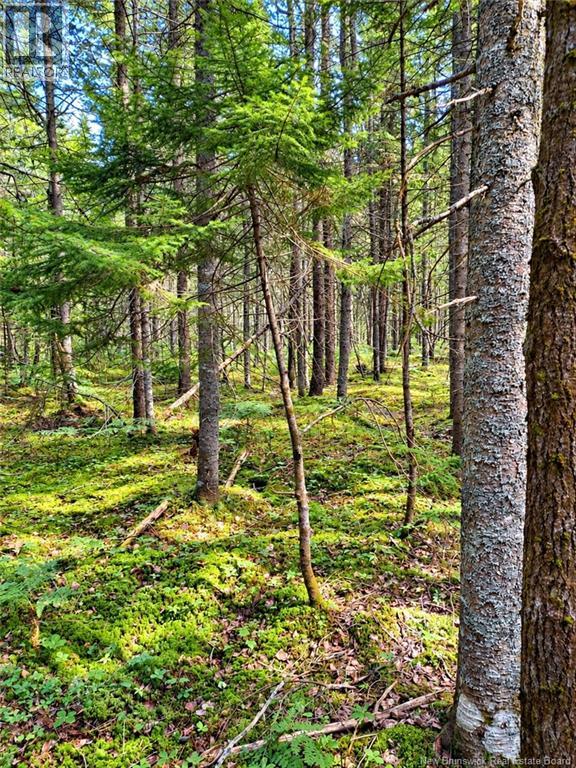Lot 26-02 Bateman Mill Road, Saint-Philippe, New Brunswick  E1H 1T3 - Photo 11 - NB150326