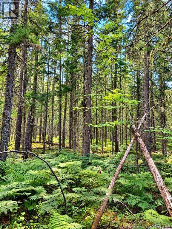 Lot 26-02 Bateman Mill Road, Saint-Philippe, New Brunswick  E1H 1T3 - Photo 7 - NB150326